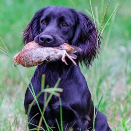 English Cocker Spaniels from Foxrun Gundogs