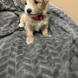 Maltipoo Puppies from Christy Mashore
