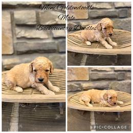 Boy 4 - Apricot male Goldendoodle puppy in Lyman, Wyoming from Backcountry Doodles