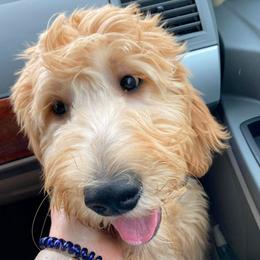 Goldendoodle Puppies from Old Line Doodles
