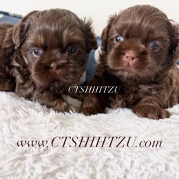 Prince Bleu - Liver male Shih Tzu puppy in Xenia, Ohio from Crown & Tress Shih Tzu