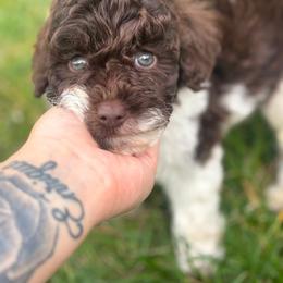 Milo - Parti male Goldendoodle puppy in Waterford, California from Alvdoodles