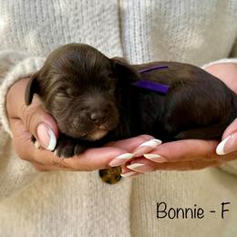 Bonnie - Chocolate female Australian Labradoodle puppy in Morgan Hill, California from Loving Labradoodles