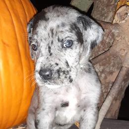 Great Danes from Scoobz Crew Danes
