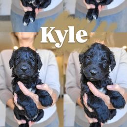 Kyle - Black male Bernedoodle puppy in Wagener, South Carolina from Noble Friend Breeders LLC