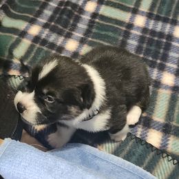 Pembroke Welsh Corgi puppies from Em and Em Farm