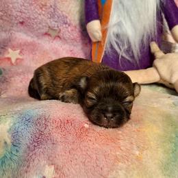 Sparrow - Sable female Mi-Ki puppy in Toronto, Ohio from Shekinah’s Mi-Kis & Cricket Hill’s Westies