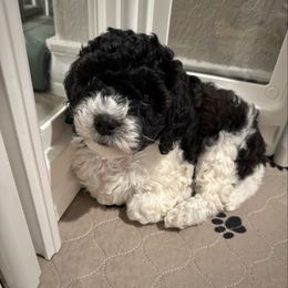 Minerva - Black and white Cavapoo puppy in Selma, Texas from Sage Mini Doodles