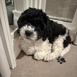 Minerva - Black and white Cavapoo puppy in Selma, Texas from Sage Mini Doodles