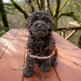Mr.Grinch - Black male Cockapoo puppy in Deming, Washington from Heavenly Puppies to Love