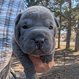 Girl 5 - Blue female Chinese Shar-Pei puppy in Autryville, North Carolina from T&D'S Razen Wrinkles Shar-pei