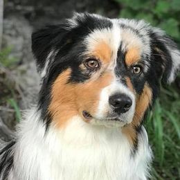 Australian Shepherds from Colockum Australian Shepherds