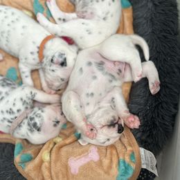 Dalmatian Puppies from Green Acre Dalmatians