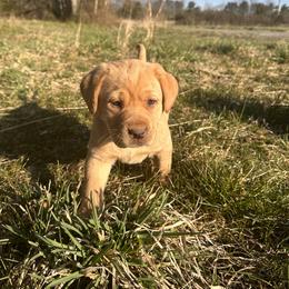 Labrador Retriever Puppies from Creekside Canines