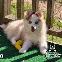 Fiyero - Red and white male Pomsky puppy in Eastman, Georgia from Once Upon A Pomsky
