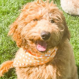 Dolly - Goldendoodle