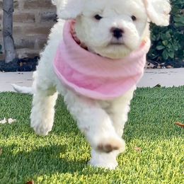 Goldendoodle and Poodle Puppies from Doodle Puppy Parti