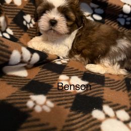 Benson - Black gold and white male Shih Tzu puppy in Jasper, Indiana from Jacob’s Spoiled Shih Tzu