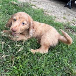 Chip - Dapple male Dachshund puppy in Newton, North Carolina from Sagebrush Doxies