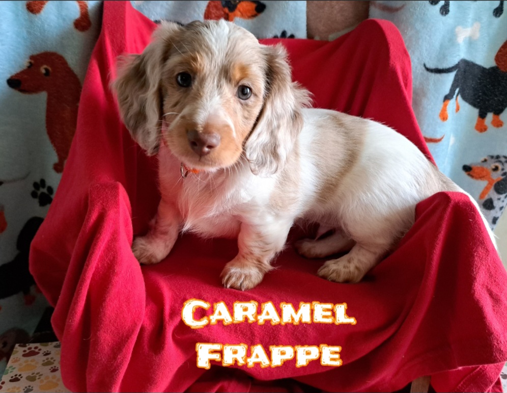 Dachshund Puppies from Paula's Dachsunds