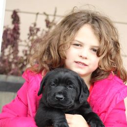 Labrador Retriever Puppies from Britt Labradors