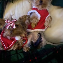 Yorkshire Terrier All Grown Up from My Yorkie Melts❤️❤️❤️