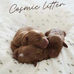 Goldendoodle puppies from Blissful Doodles