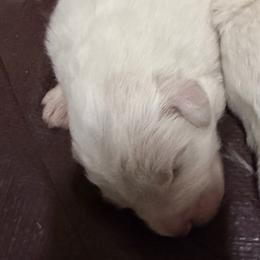 Girl 3 - White female Great Pyrenees puppy in Carbon, Indiana from Patriot Farm & Forestry