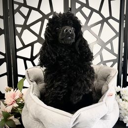 Prince - Poodle