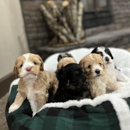 Bernedoodle and Cockapoo Puppies from Pine Haven Doodles