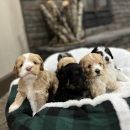 Bernedoodle and Cockapoo Puppies from Pine Haven Doodles