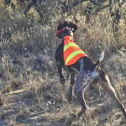 "Otis" German Shorthaired Pointer All Grown Up from Kuhl Palmer Kennels