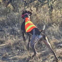 "Otis" German Shorthaired Pointer All Grown Up from Kuhl Palmer Kennels