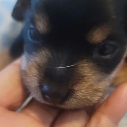 Boy 1 - male Yorkipoo puppy in Omega, Georgia from Aqua Pups