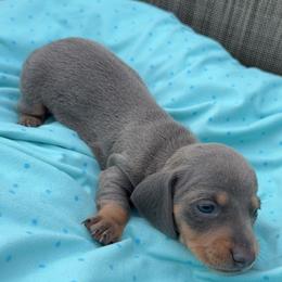 Boy 3 - male Dachshund puppy in Berwick, Louisiana from River’s Mini Dachshunds