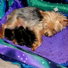 Boy 1 - Blue and gold male Yorkshire Terrier puppy in Eastpointe, Michigan from TLC Kennels TenderLittleCuties