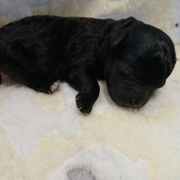 Benji - Black male Havapoo puppy in Blanch, North Carolina from Faithful Hearts Kennel