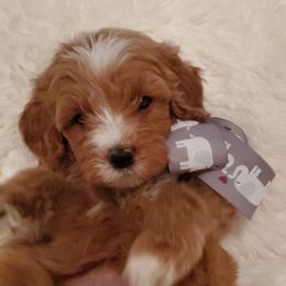Girl 5 - Apricot Goldendoodle puppy in Schertz, Texas from Kat's Teddydoodles