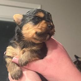 Yorkshire Terrier Puppies from Sonshine Yorkies