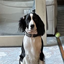 Tessa - English Springer Spaniel