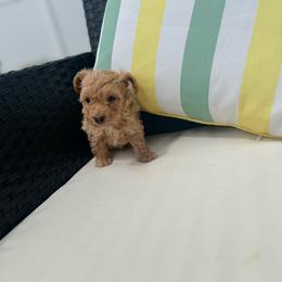Jimmy - Cream male Poodle puppy in Kissimmee, Florida from Poodles Are Mixy