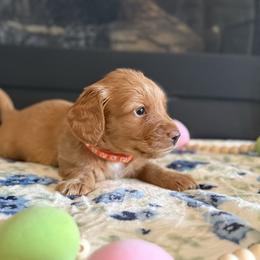 Hangman - Red male Dachshund puppy in Morristown, Tennessee from Hillside Hounds