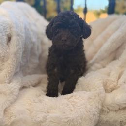 Dottie - Brown female Poodle puppy in Somerset, Kentucky from Hilltop Doodles KY LLC
