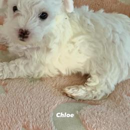 Chloe - White female Yorkipoo puppy in Jacksonville, Florida from Purple Passion LLC