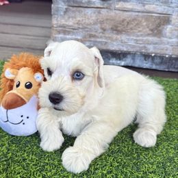 Mia - Wheaten female Miniature Schnauzer puppy in Canyon Lake, Texas from Chambers Schnauzers