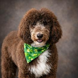 Poodle All Grown Up from Tailored poodles