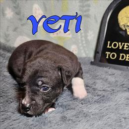 Yeti - Black and white male Rat Terrier puppy in Lynn, Alabama from Cryptic Rat Terriers