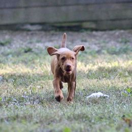 Vulpix - Golden rust male Vizsla puppy in Bloomington, Indiana from Envizion