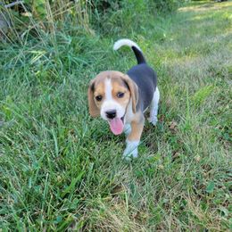 Beagle and German Shepherd Puppies from Nebraska K9's