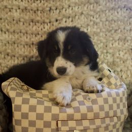 Arlo - Miniature Australian Shepherd puppy in Berryville, Arkansas from 2Lazy2P Mini Aussies